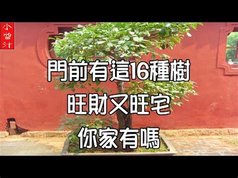 福木 風水|【福木樹風水】福木樹風水的秘密：為家居招來好運、。